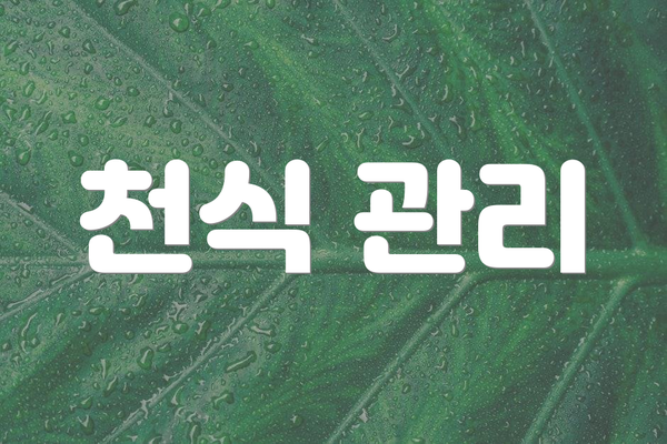 천식 관리